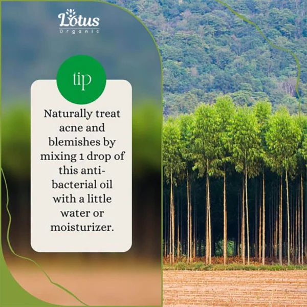 Eucalyptus Essential Oil - Image 6