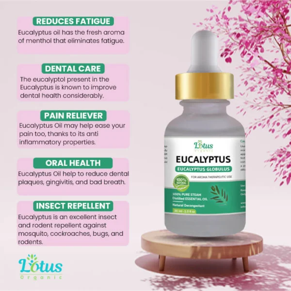 Eucalyptus Essential Oil - Image 11