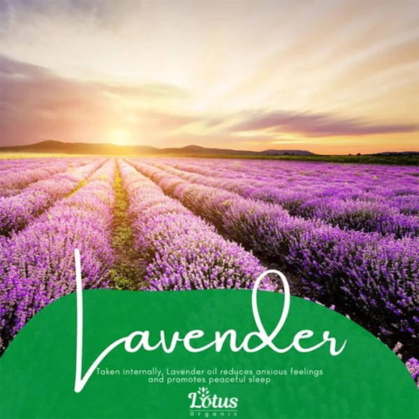 Lavender Essential Oil - Image 13