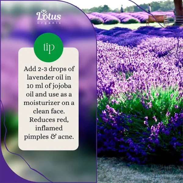 Lavender Essential Oil - Image 6