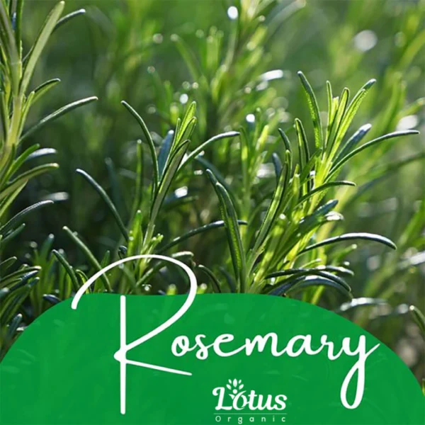Rosemary Essential Oil - Image 13