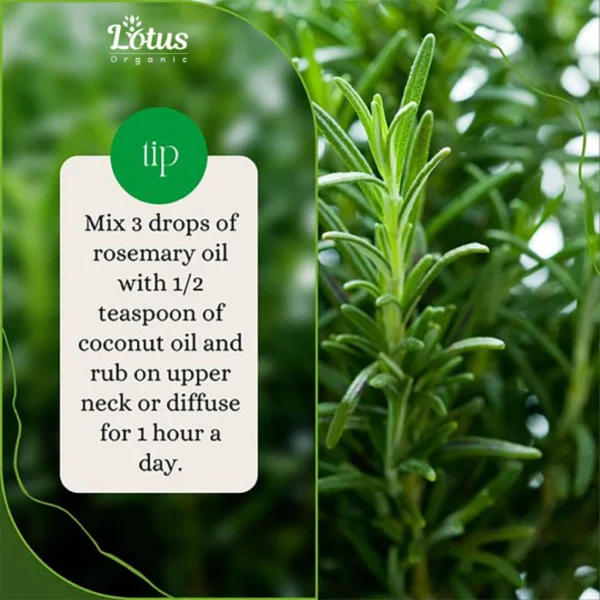 Rosemary Essential Oil - Image 6