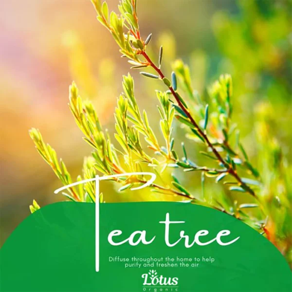 Tea Tree Oil - Image 15