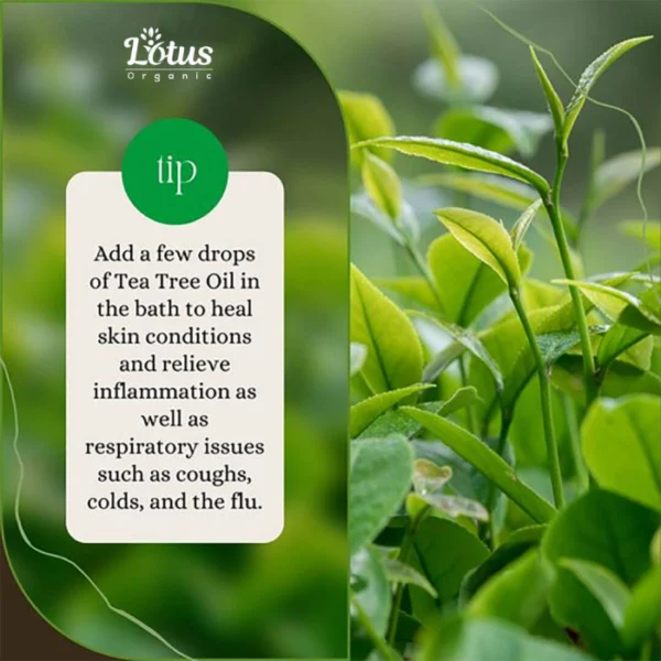 Tea Tree Oil - Image 8