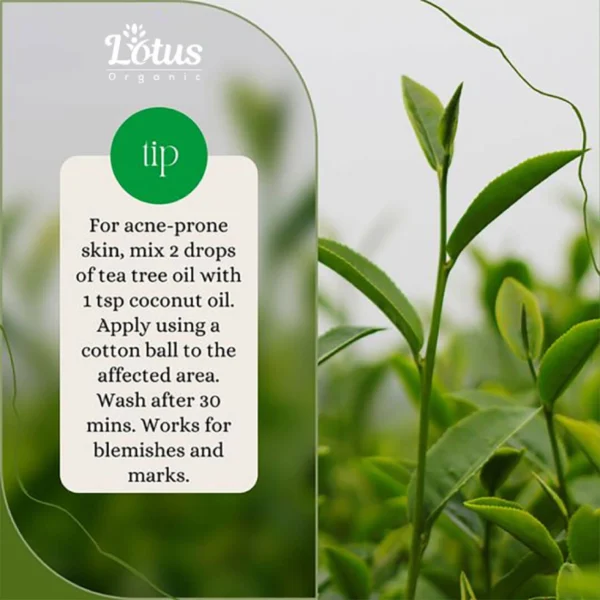 Tea Tree Oil - Image 7