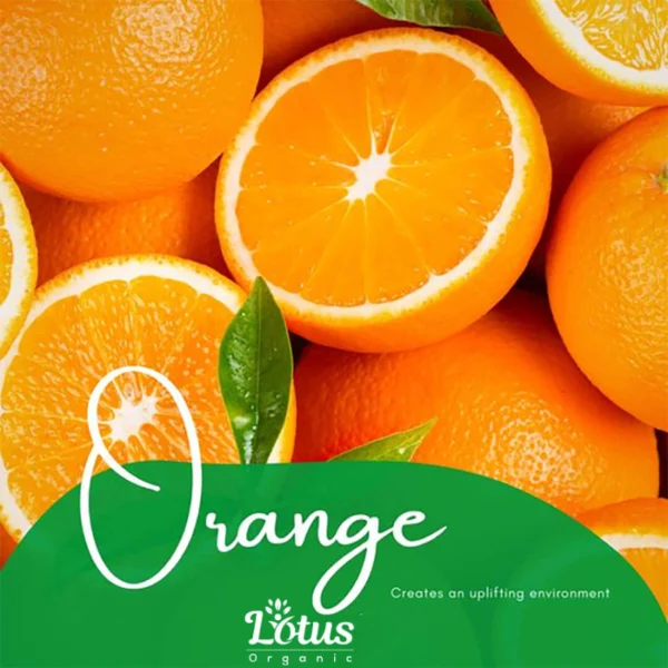 Orange Essential Oil - Image 12