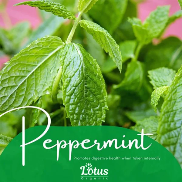 Peppermint Essential Oil - Image 4